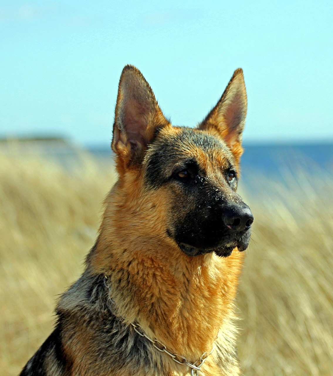 german-shepherd-dog-2357412_1280